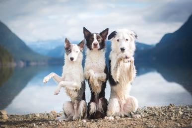 Super collies sales